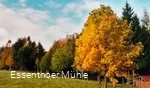 Arboretum Essenthoer Mühle Wiese