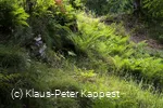 seelenort-schwalenburg-wallring-farne_c__klaus-peter_kappest.jpg