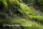seelenort-schwalenburg-wallring-farne_c__klaus-peter_kappest.jpg