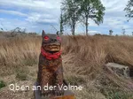 Der Hund als Kindermörder