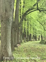 Lindenallee