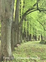 Lindenallee