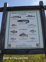 Fischbestand im "Altarm"