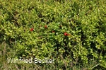 Vegetation mit Preiselbeeren am Osterkopf