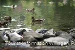 kurgarten-willingen-ententeich-paavo-blåfield.jpg