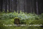 Natur im Schwarzbachtal