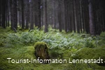 Natur im Schwarzbachtal