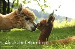 Alpakahof Blomberg - Alpakas