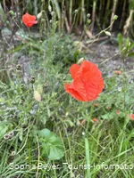 Klatschmohn am H2 bei Hemmighausen