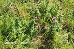 Blick auf blühende Blumen