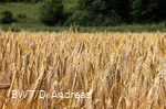 Feld
