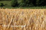 Feld