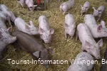 Schweine der Familie Helwig.JPG