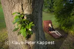 eiche-im-ohl-renate-hill_c__klaus-peter_kappest.jpg.jpg