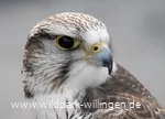 Falke_c__Wild-_und_Freizeitpark_Willingen.jpg.jpg