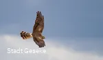 Wiesenweihe Weibchen