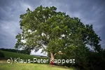 eiche-im-ohl_c__klaus-peter_kappest.jpg