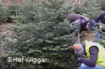 Weihnachtsbäume.jpg