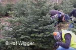 Weihnachtsbäume.jpg