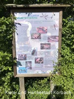 Naturschutzprojekt Kuhbach